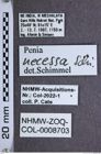 Etiketten zu Penia necessa (NHMW-ZOO-COL-0008703)